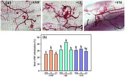 Individual and combined effects of arbuscular mycorrhizal fungi and phytohormones on the growth and physiobiochemical characteristics of tea cutting seedlings